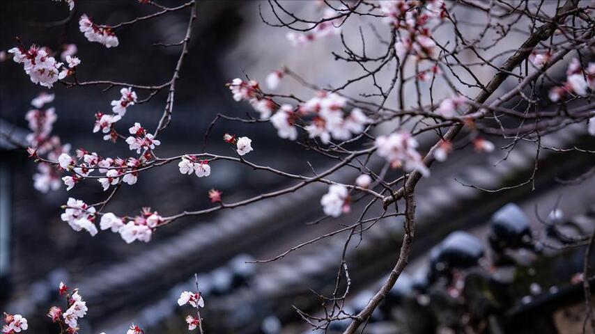 诗评: 杨光溥一首早春诗, 尽显美好, 人生要学会享受和品味生活