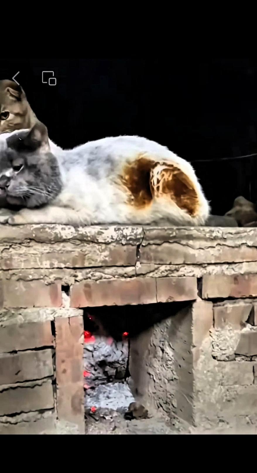 东北的冬天极冷，好心了的大爷看这些流浪猫如果没有暖和地方去很难过冬的，大爷看这些