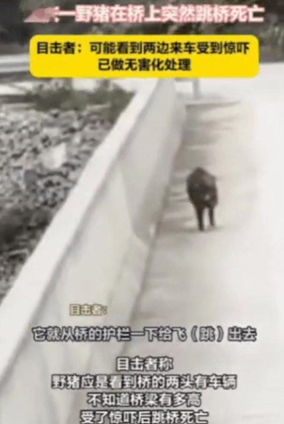 重庆一男子开车过桥，突然发现前方出现一头野猪，他刚准备避让，没想到，野猪竟然先一