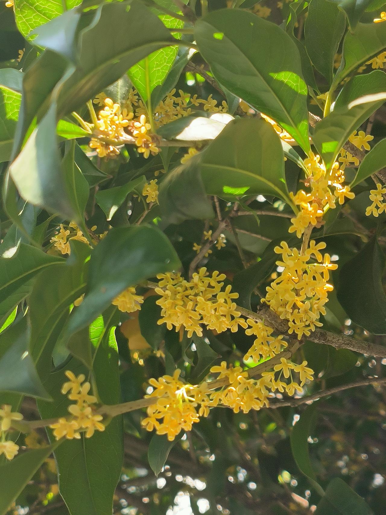 秋风起，桂花落，香气四溢，是岁月静好的模样走在回家的小路上，两排路边都是大大