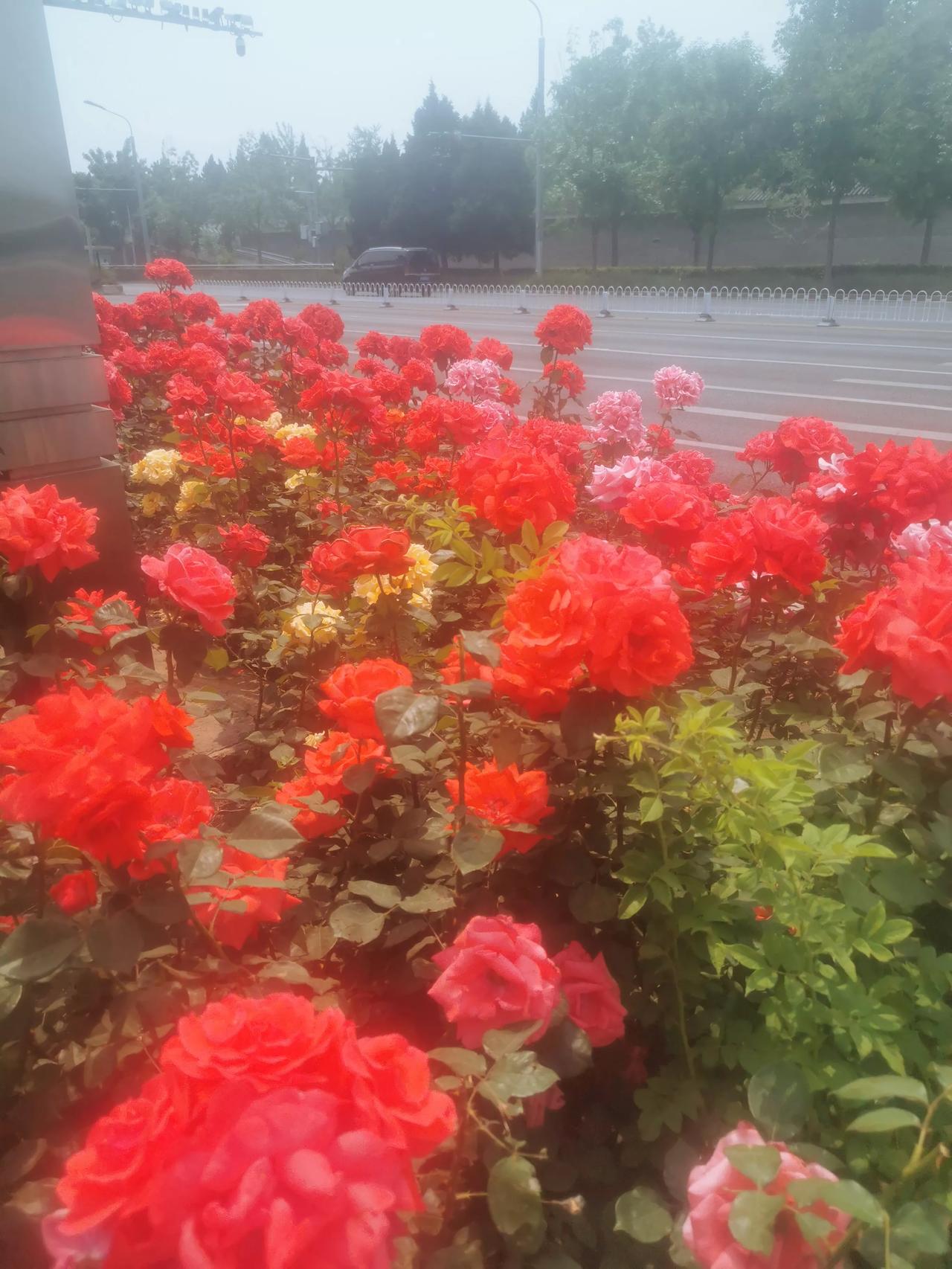 【好花知时节】天坛附近，一夜之间盛开了千朵万朵月季，而相距离稍微远一点的地方，月
