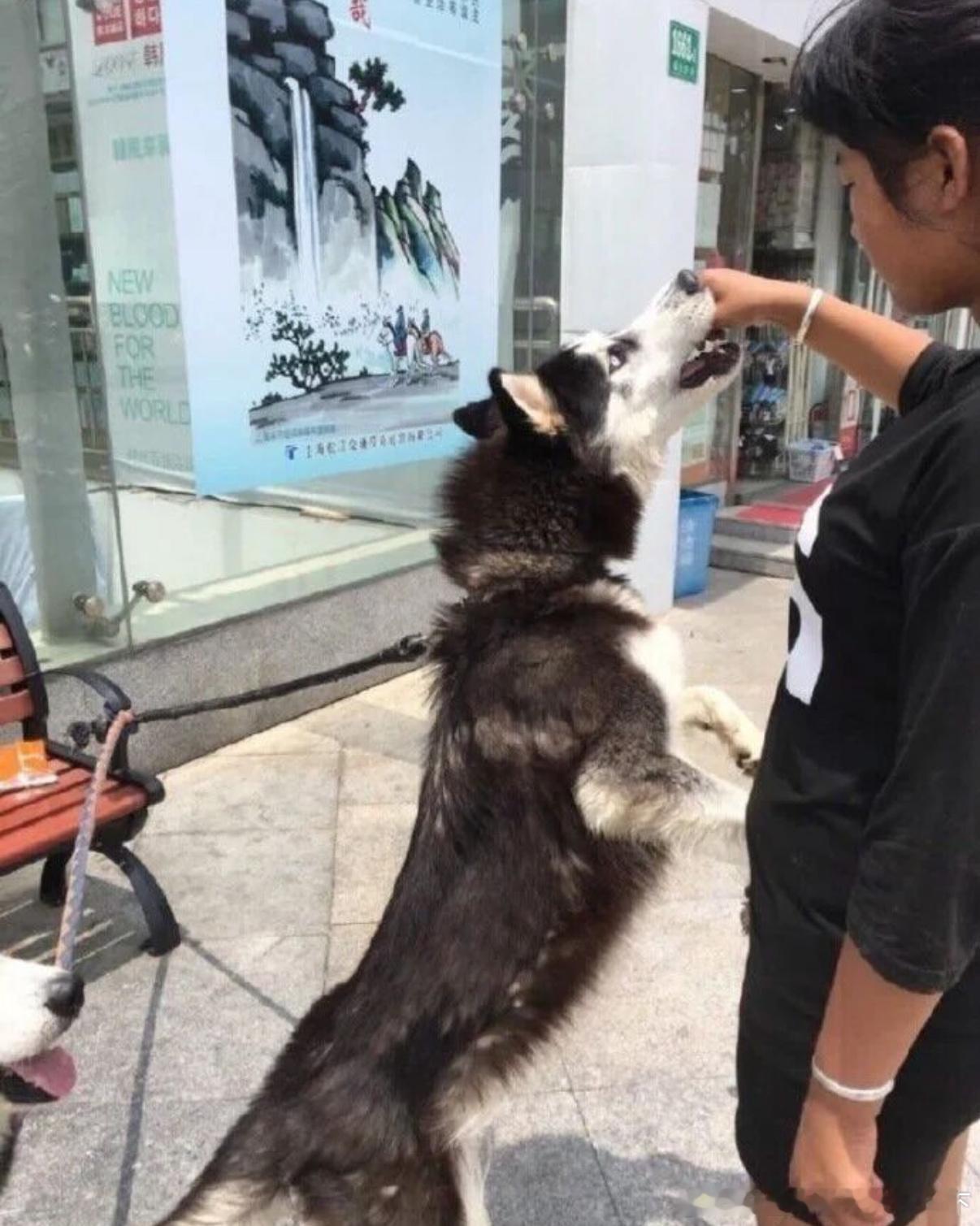 5084带狗子理发前后​​​