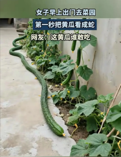 今早一女子去菜园，本想着美美摘根黄瓜做早餐，结果一出门，差点没把魂儿吓飞！只见一