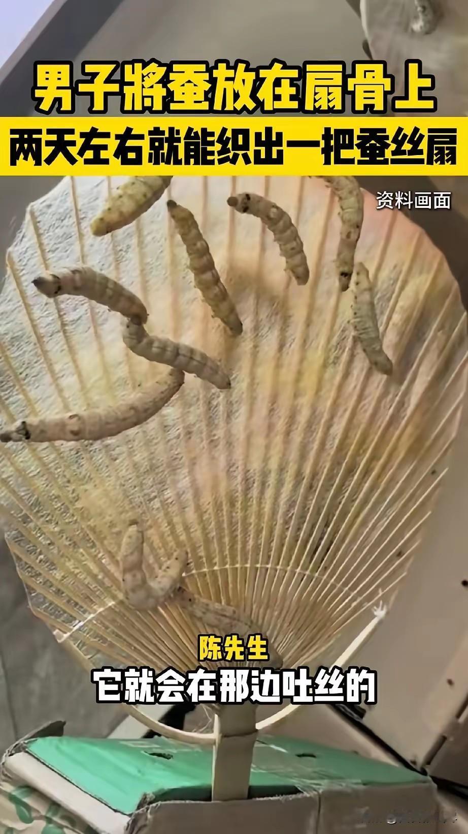 惊呆了！有个福建漳州的小伙子，脑洞真是太大了，抓了几只蚕宝宝放到扇骨上，想让蚕自