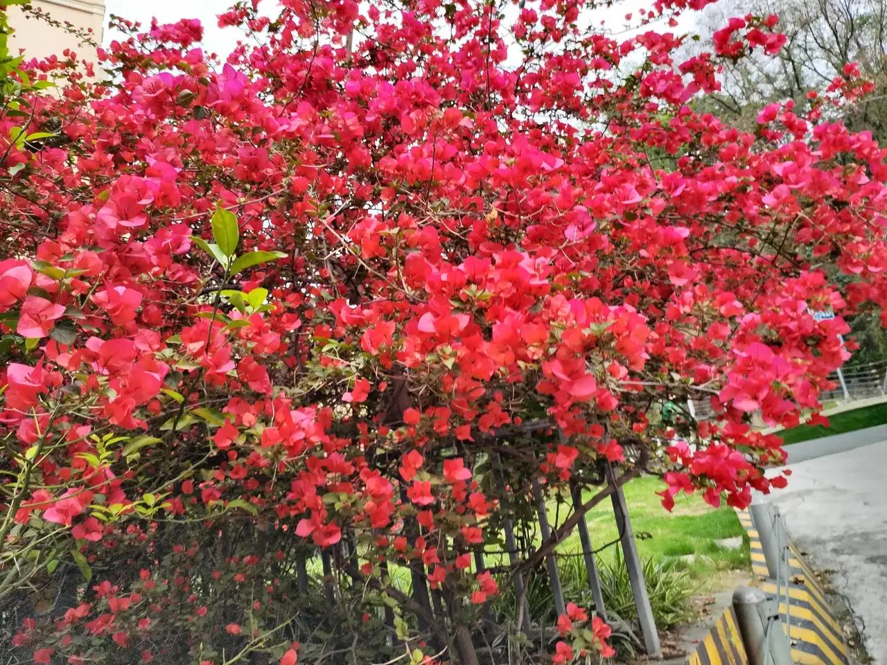 三角梅春风和煦阳光明媚一走进涪城口袋公园引我瞩目的是那绽放的三角梅