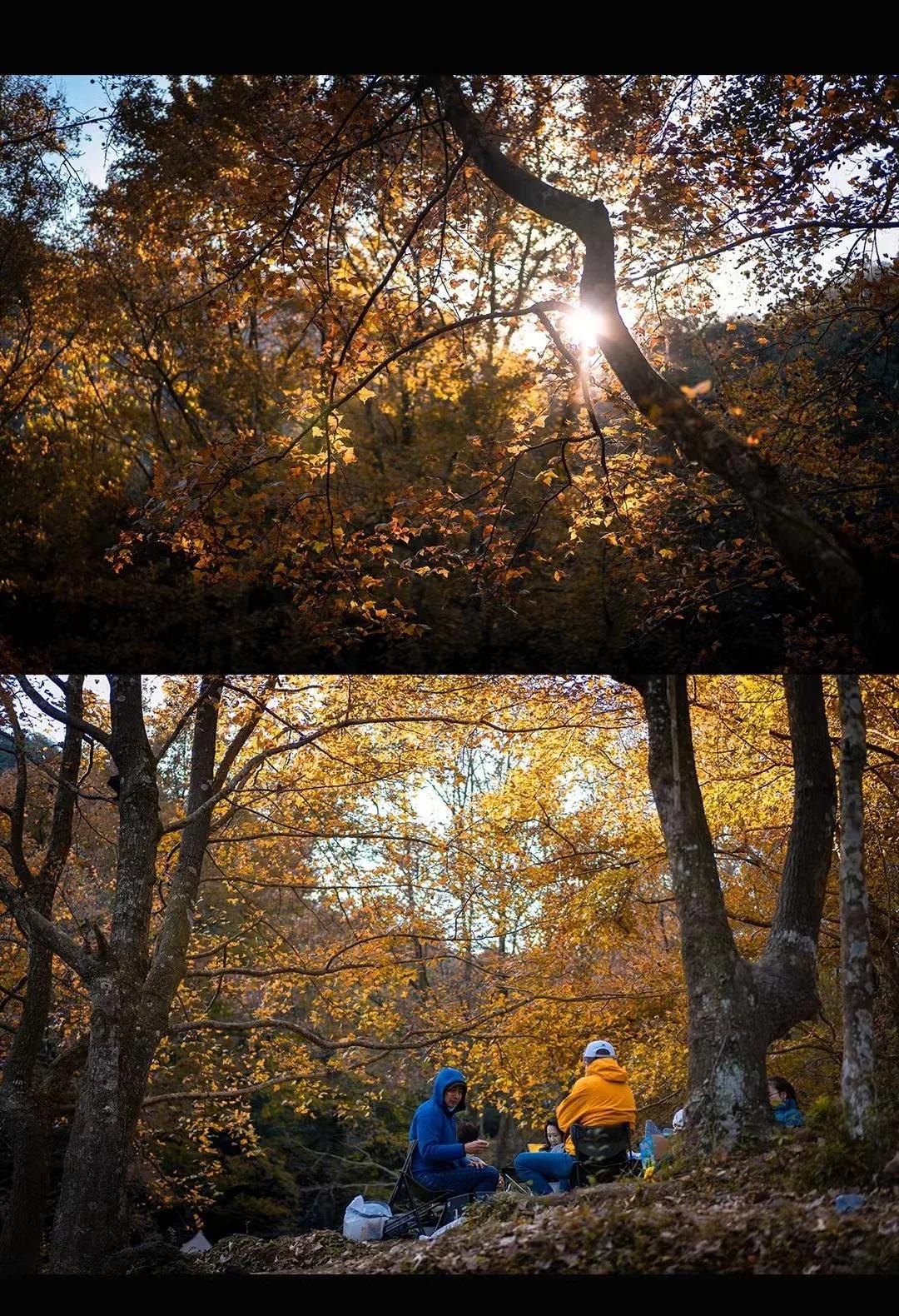 真是枫了🍁福建秋日天花板级营地⛺️🧭定位：福清茶山头🚗自驾时间：厦