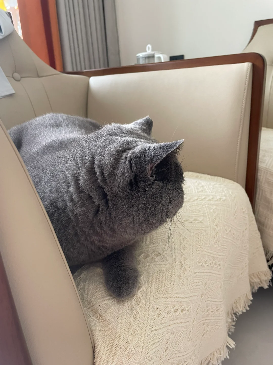 看背影都知道是个帅猫咪啦～～