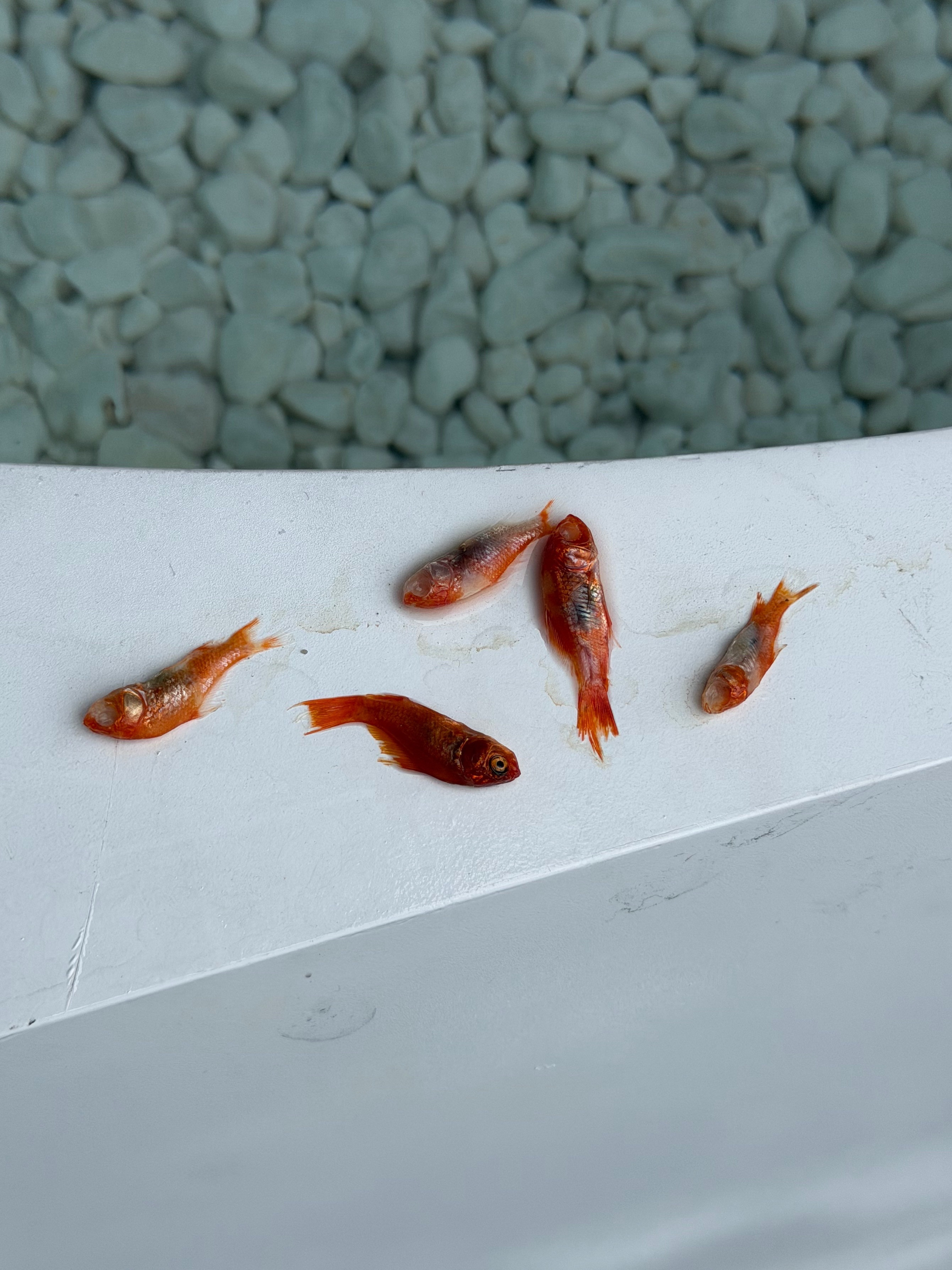有没有懂海鲜水产养殖的，公司新装的鱼池，天天换水，天天喂鱼食，又不缺吃的喝的，为