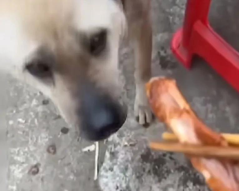 今天去农村吃席，看到一只中华田园犬在饭桌前转悠想讨点吃的。早听说中华田园犬是最懂