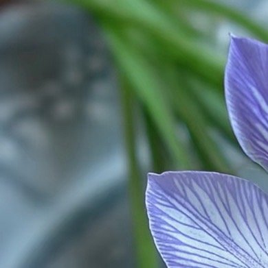 0000马兰花种植1.择土定植，喜光耐旱选择阳光充足、通风良好的环境，马兰适应