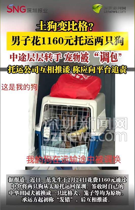 “离了个大谱！”近日，广东深圳，一男子花费1160元，托运了自己的两只中华田园犬