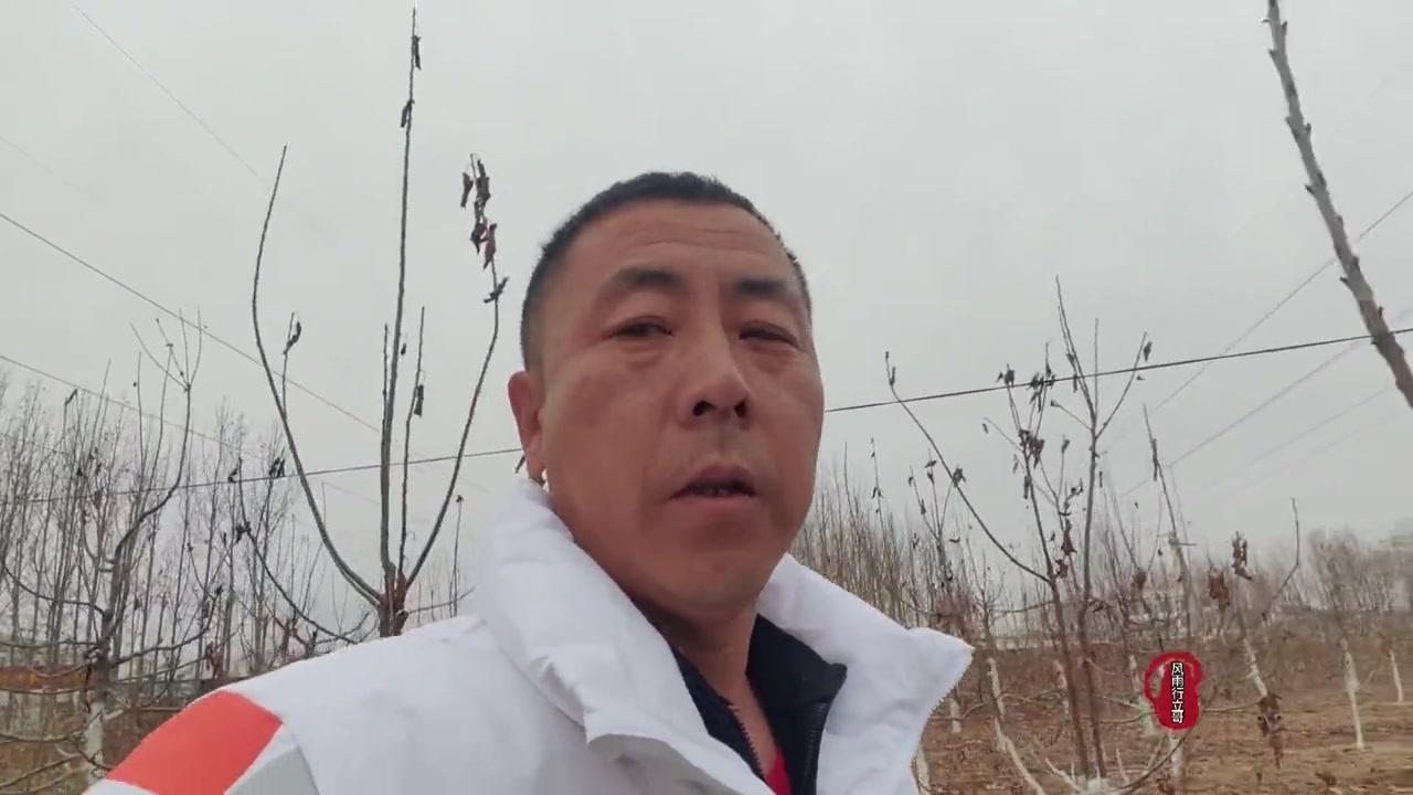怎么选大樱桃苗木？掌握这5点成活率翻倍！🌱大樱桃苗木选择有讲究，根系、枝干、