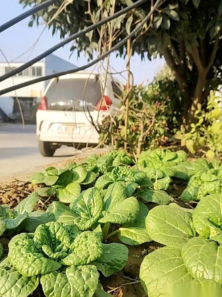 中午吃完饭，鬼使神差没直接上楼睡觉。结果，一堵墙，让我听见了年度最佳剧本。老