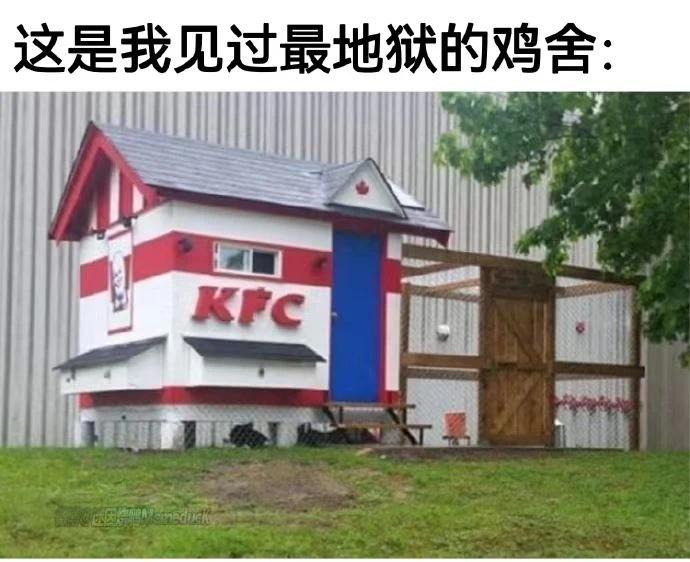 这是我见过最地狱的鸡舍