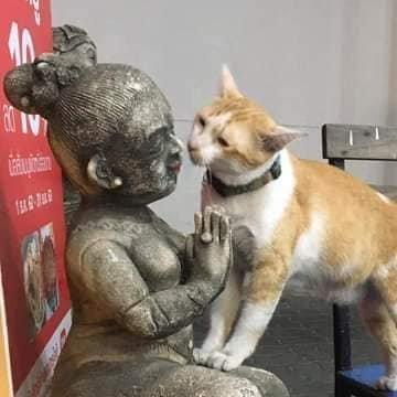 一看就知道不是什么正经小猫咪