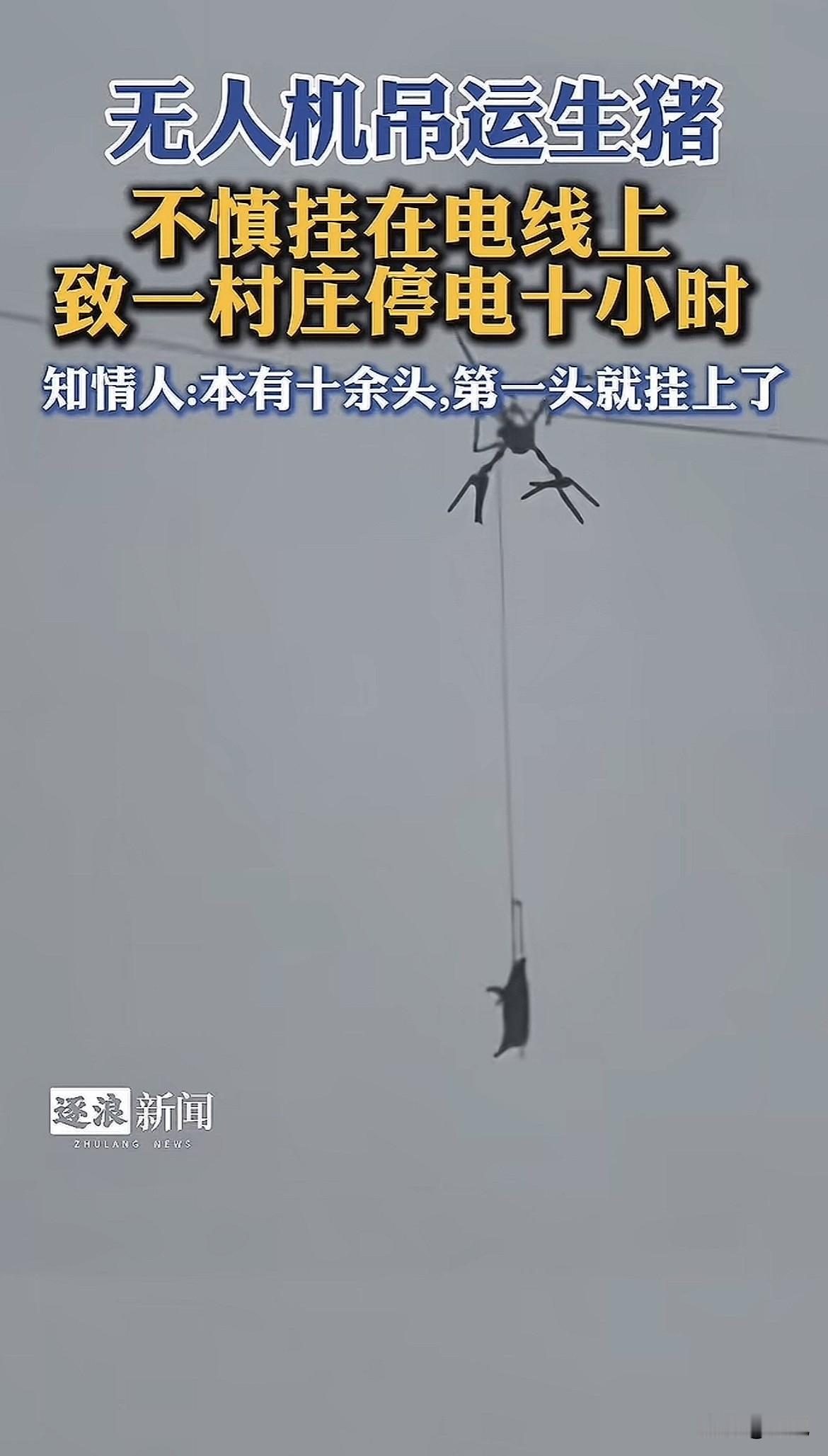 真的猪在天上飞！凌晨，四川巴中一架无人机吊着一头活猪在黑夜里飞行，准备运下山宰杀