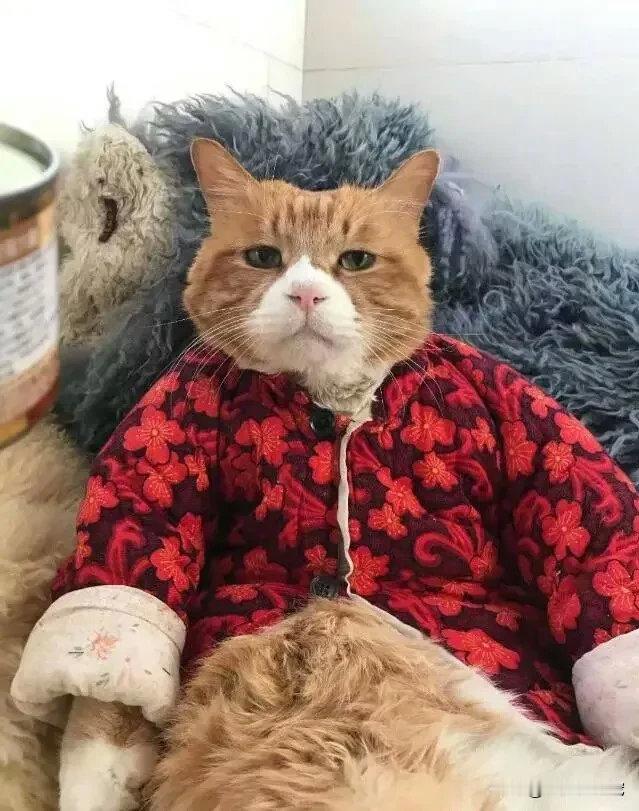 有一种冷叫奶奶觉得你冷，奶奶给橘猫穿了上亲手做的小棉袄！！！