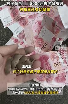 “赔大了！”9月29日河南，小伙心血来潮打扫屋子，不料翻出一个钱箱子，一窝老鼠正