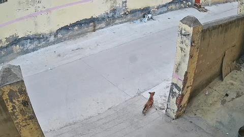 猫咪发现马路上有张纸币，叼起就往家跑，意不意外[大笑]