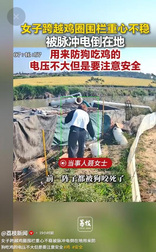 5月19日荔枝新闻报道，江苏兴化，聂女士为防止野狗偷袭家禽，特意在鸡舍外围装上低