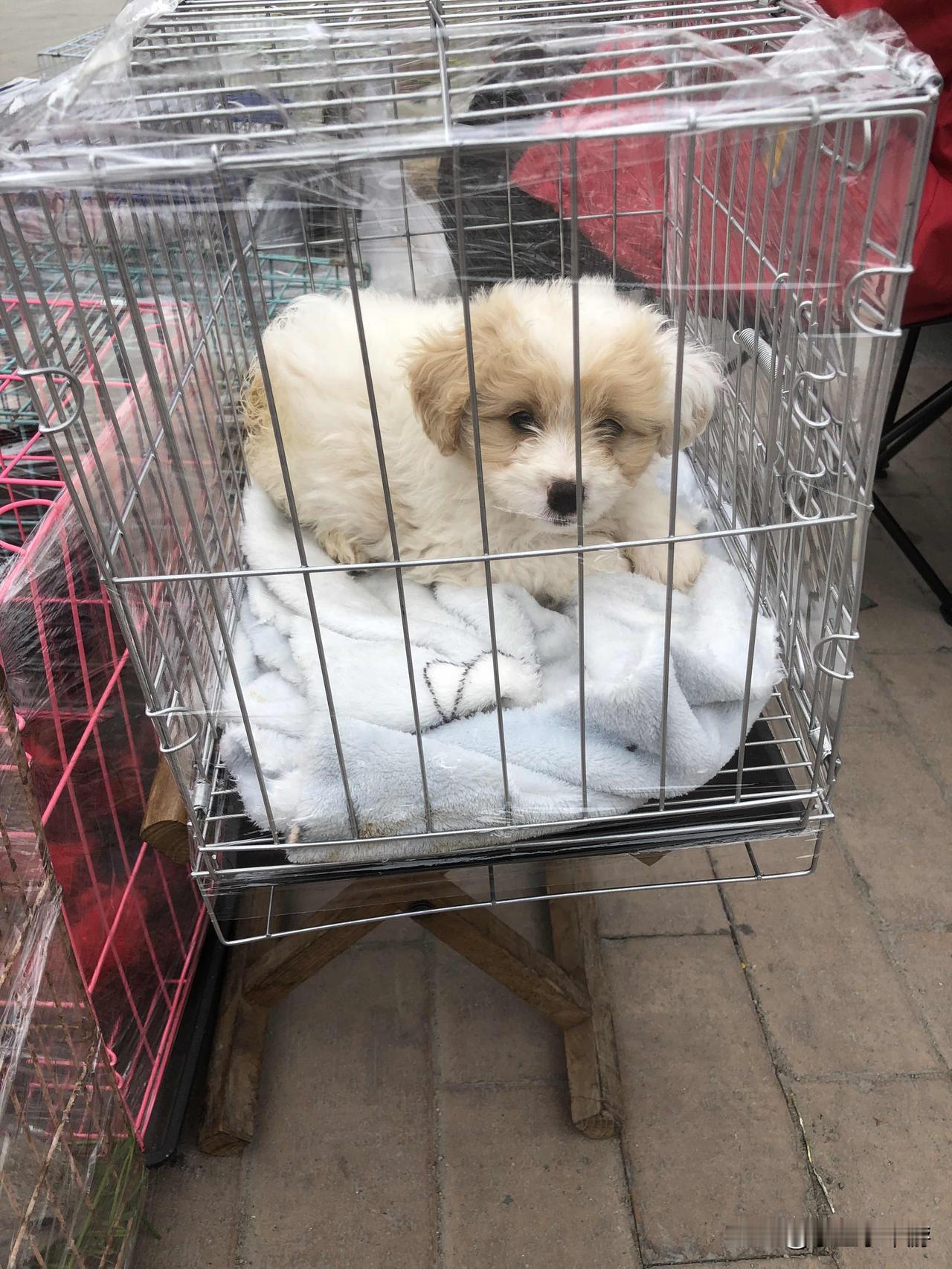 分享我这周有趣的事：今天出门看到一条好可爱的狗狗，我家里的蓝猫胆子太小，不然就买