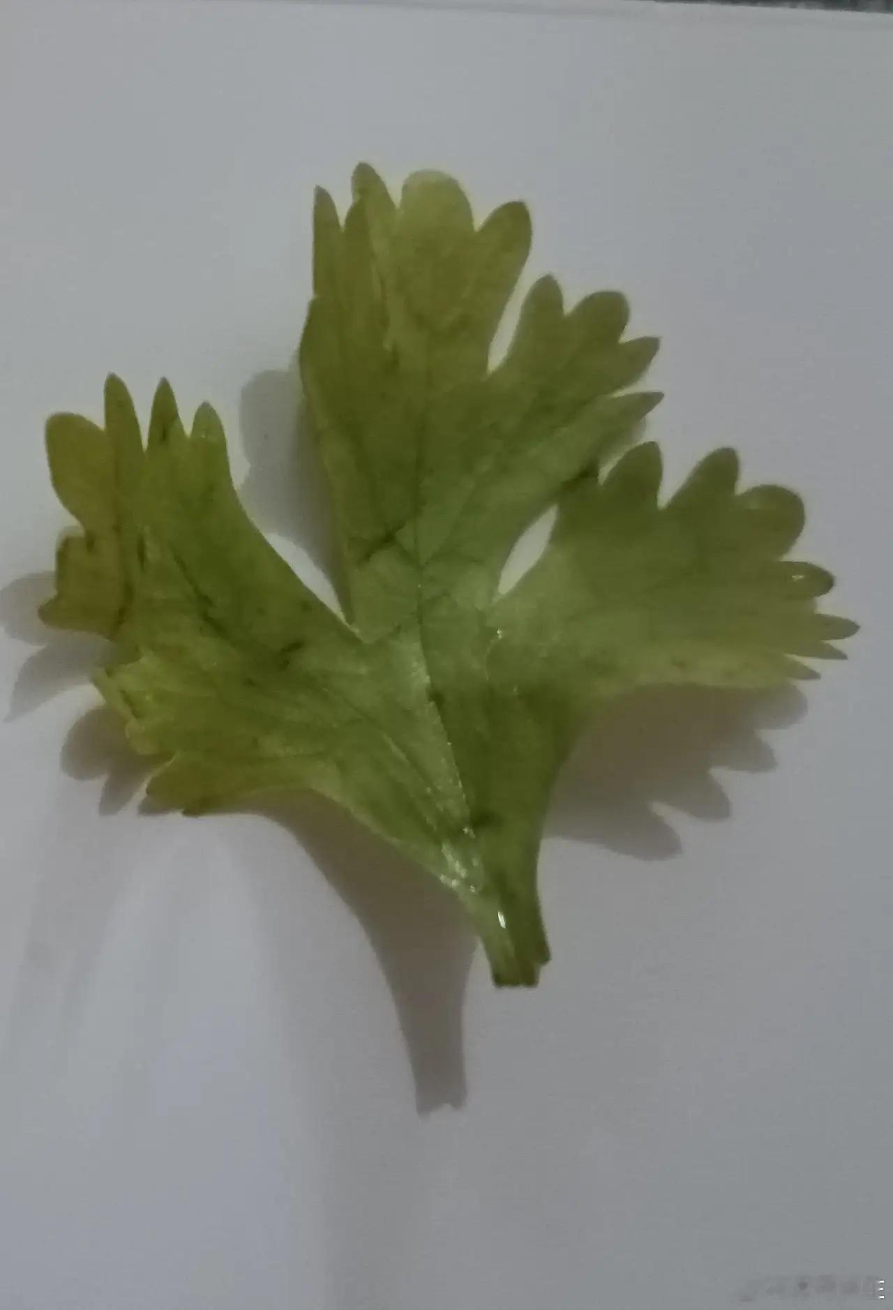 四叶草花纹，几千年来用得太普遍，真的不是LV的独创！曾经LV也跟日本人打过官司，