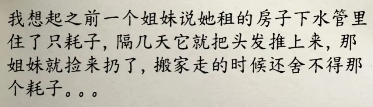 租房遇到怪事儿啦！下水道耗子老把头发推上来，姐妹搬家还舍不得它​​​