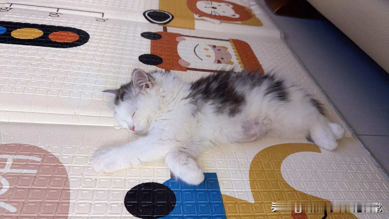 把你家的猫主子发出来看看来了一个多星期，很明显大只了，不过还有好多猫知识需要学习