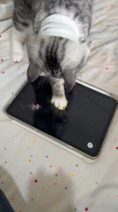 谁能拒绝一只认真抓老鼠的猫咪啊！它盯着平板屏幕里的小老鼠，眼神专注得不行，