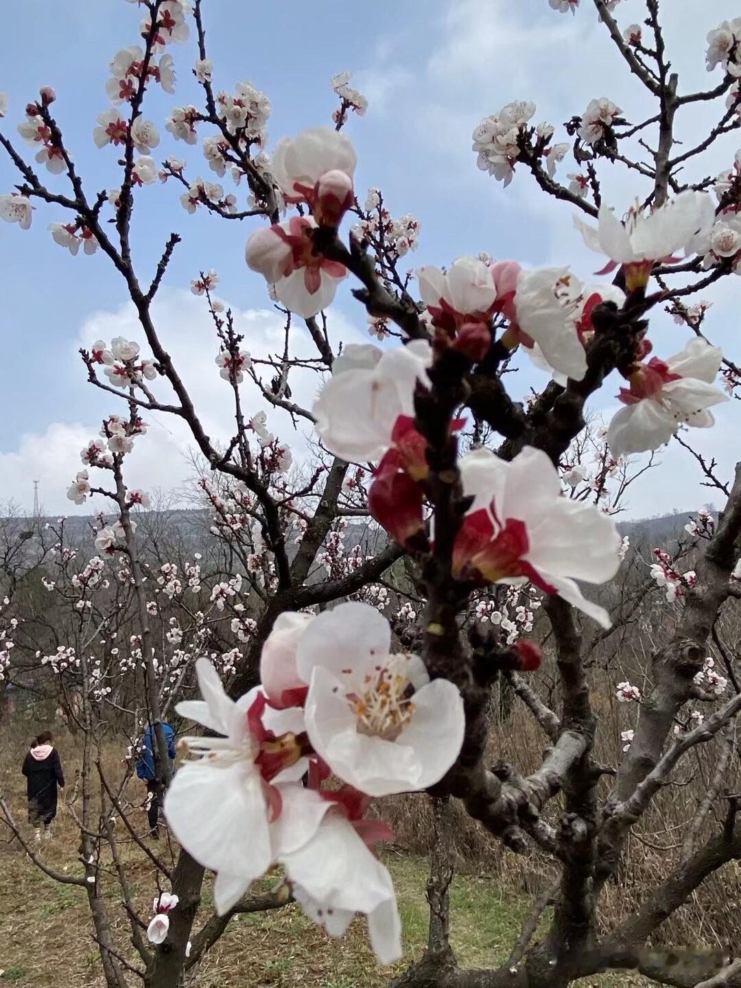 一日看尽长安花。小时候学习唐代诗人孟郊这首七言绝句时，问过老师：“长安花”是什