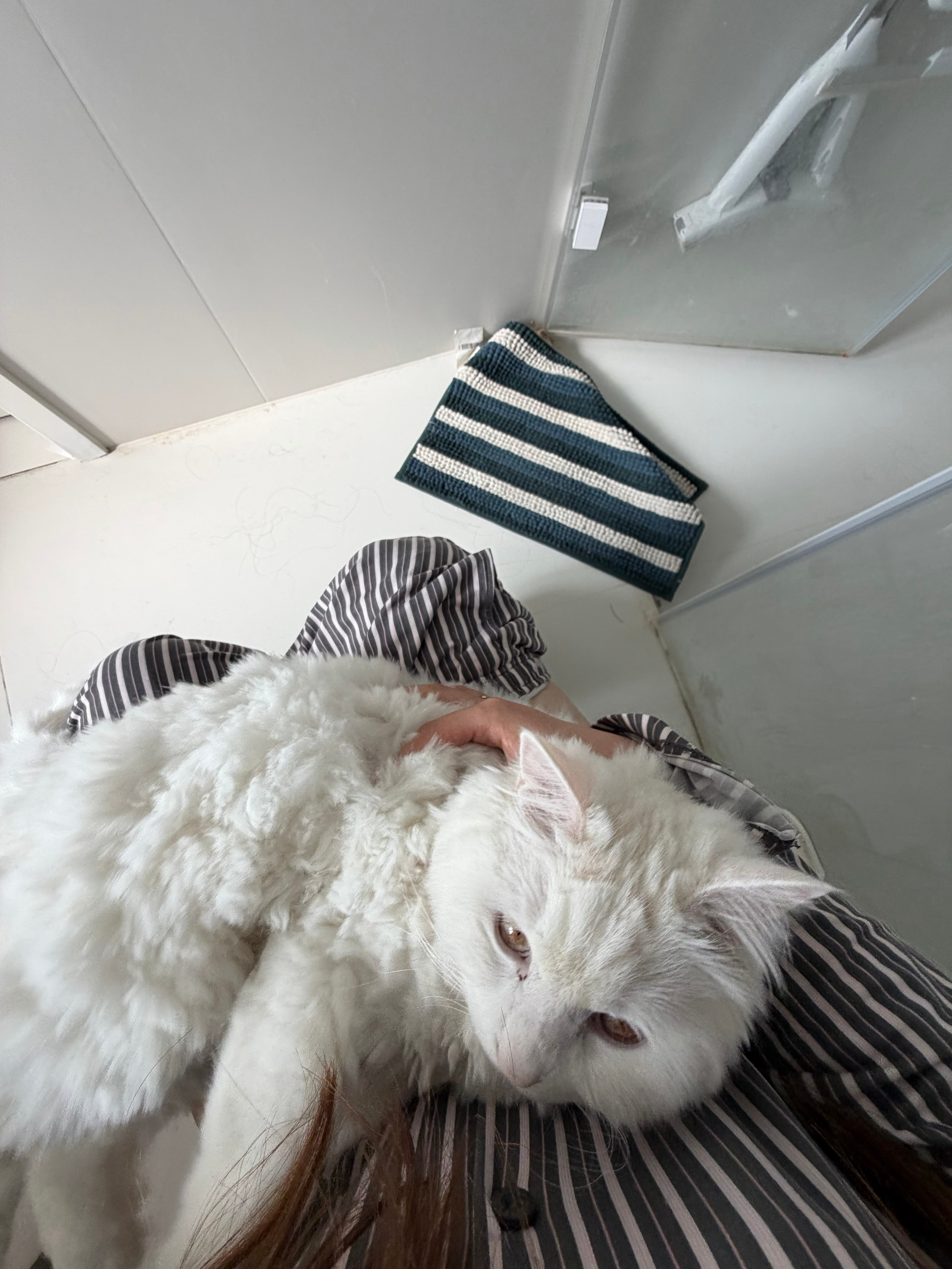 咱不知道这跳跳咋能这么粘人，我拉个粑粑跳跳一直在门口叫，放他进来又在我脚边叫，真