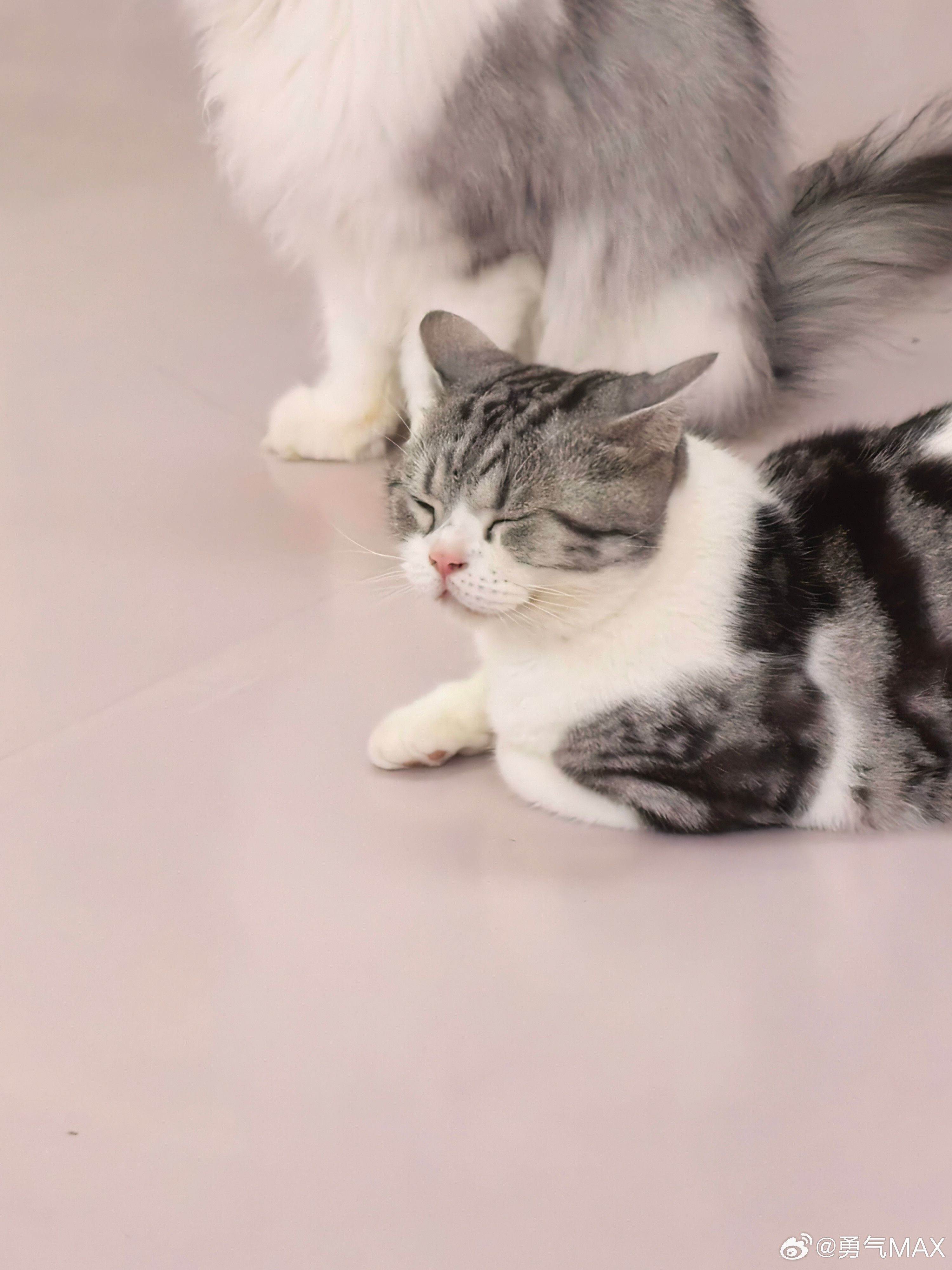 看到个超美小猫​​​