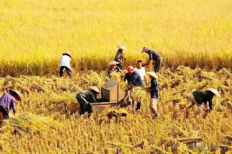 这个问题对现在的农村来说已经不是问题，因为现在的农村无论是收割稻谷还是插秧，都是