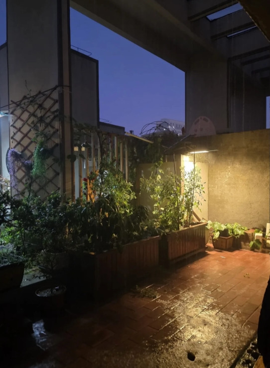 7月7日晚，济南大雨，我的小黄瓜、小葫芦有福了……持续的高温，让济南乡亲抱怨
