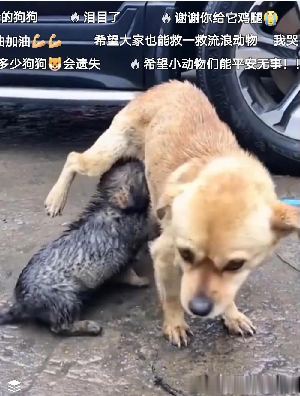 暴雨中，流浪狗叼着孩子向人类求救。那些在暴雨中大街上的流浪猫、流浪狗，是如此无助