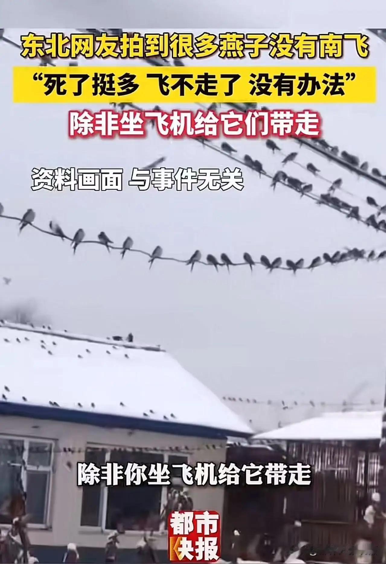 在东北的寒风中，一幕令人心碎的画面悄然上演：那些本该南飞过冬的燕子，竟在严寒中冻