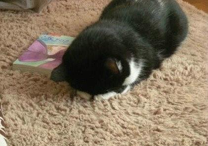 猫咪这个睡姿真的是可爱得不能再可爱了！