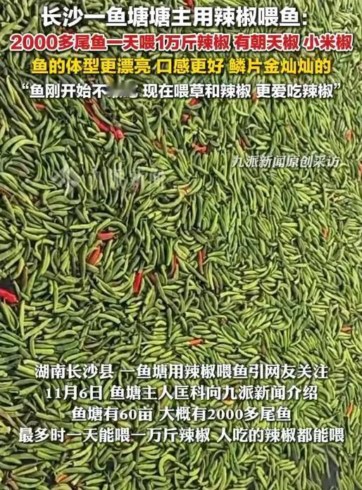 “鱼群日吞万斤辣椒！”11月6日，长沙60亩鱼塘把滞销朝天椒当口粮，2000尾草
