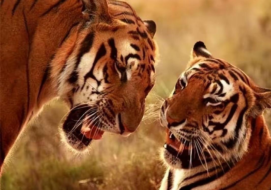 上联∶古有快马送信，请对下联今无老虎偷猎。