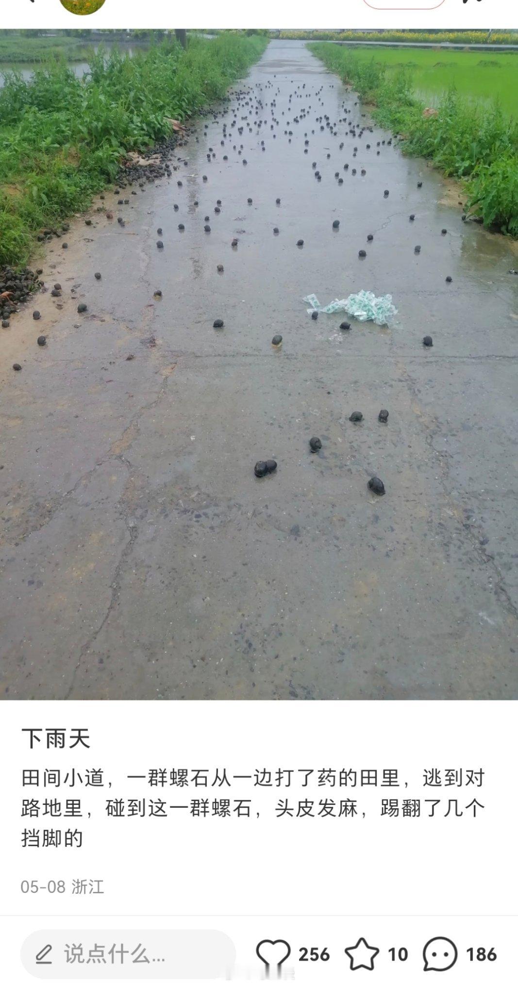 外来物种福寿螺是真牛逼，农田打药居然能跨路逃生…本地田螺和螺丝没这么猛吧？[笑c