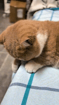 我家的猫咪喜欢啃床单，而且还是故意当着你的面啃，你越吵它，它越啃，越扒拉它，它越