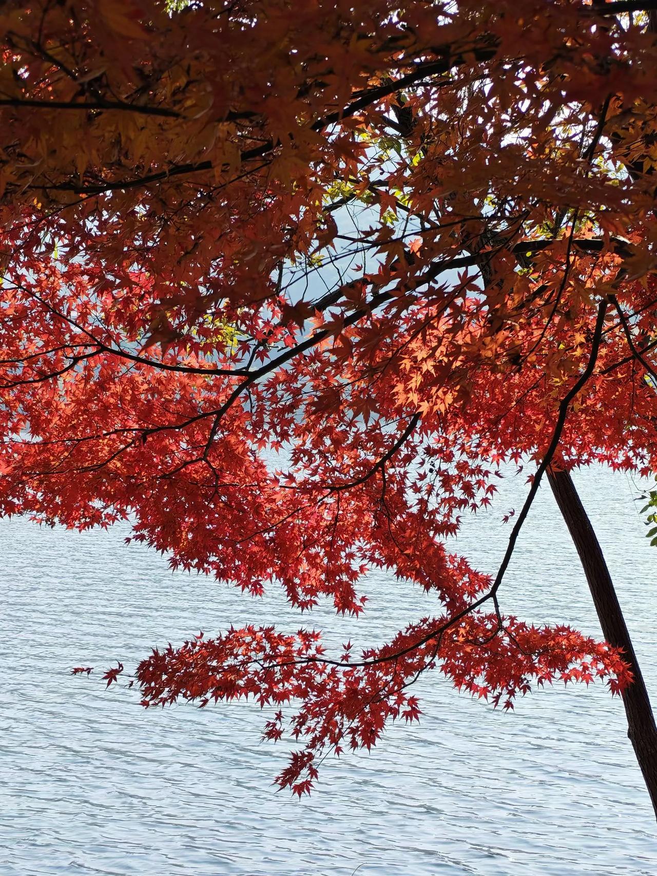 想开了，就自在了俗话说：心门一开，万般自在！想开了，不是自暴自弃、无可奈何