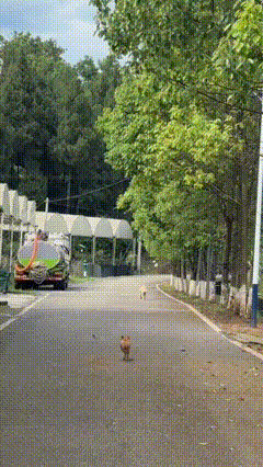 违背物理定律二条腿的狗狗是怎么保持身体平衡的