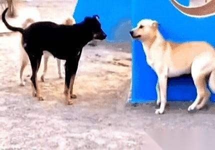 说真的，这条狗的表情，比我上班还真实。那一脸的“您说的都对”，那个小心翼翼又带