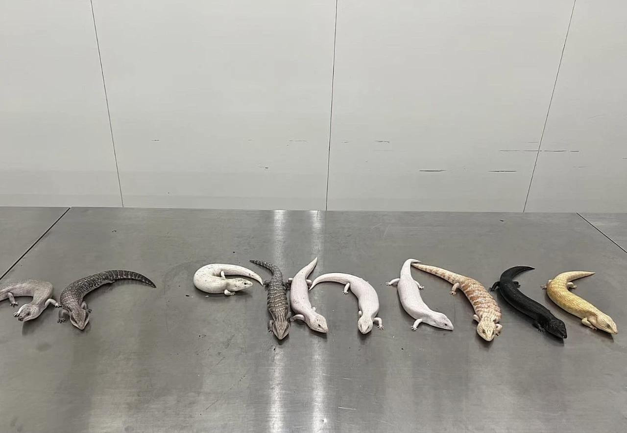 #女子背包藏10只蜥蜴被海关截获#【女子入境深圳藏活体动物，开包发现10只活蜥蜴