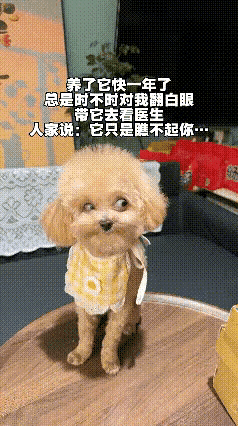 女儿养了这条二哈前一阵女儿要回婆家把这二哈交给回家她站在那就翻白眼老婆去