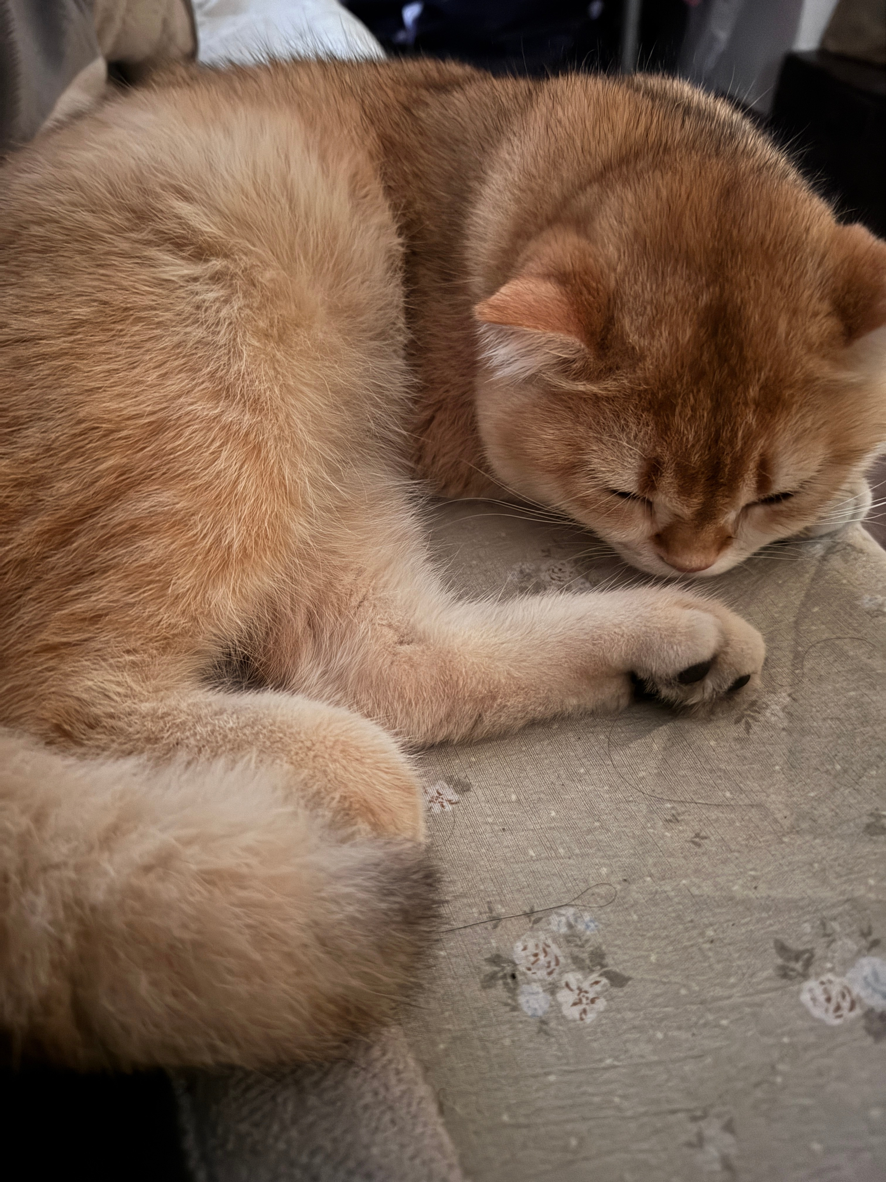 陪睡小猫准时在线~