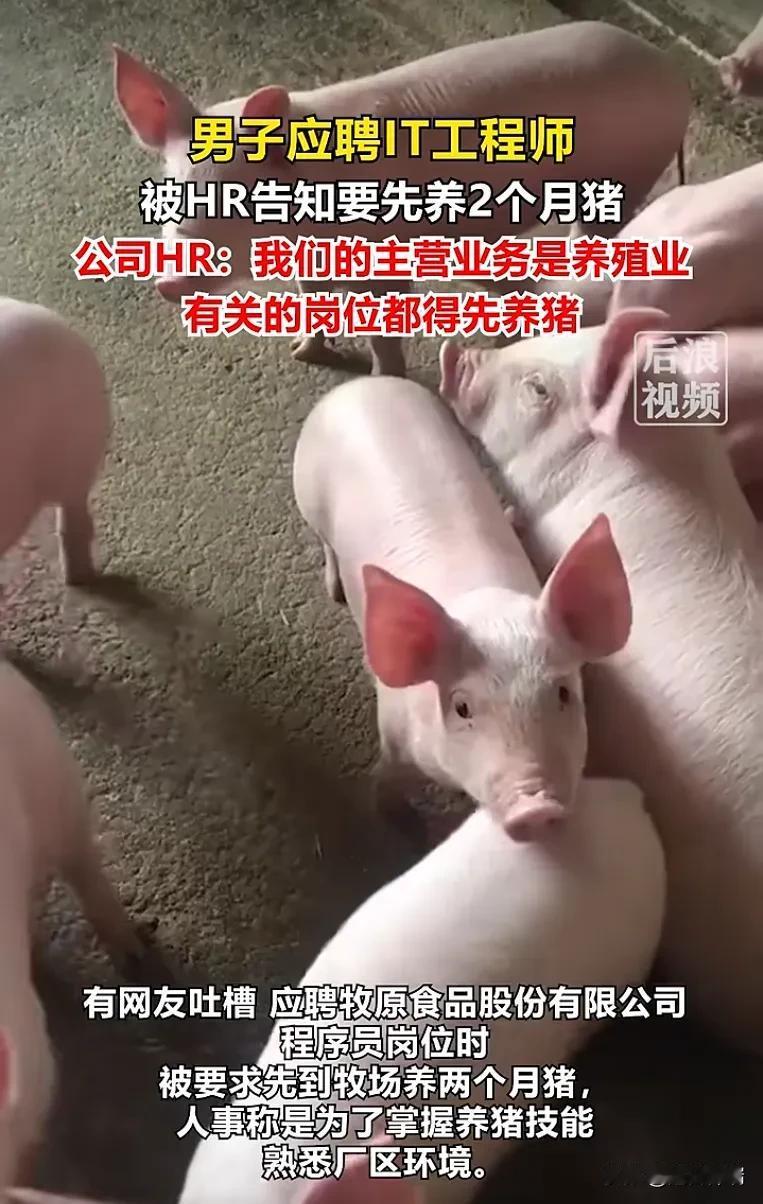 5月14号，有网友发帖吐槽自己去牧原食品应聘程序员，结果HR告诉他得先到牧场养猪