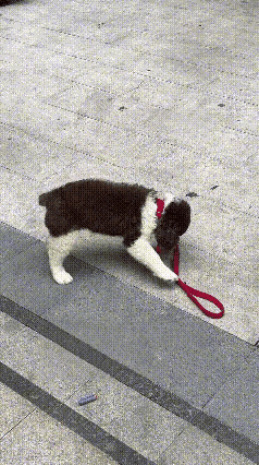 宾格犬，跟边牧模样差不多。这么聪明的狗狗你喜欢吗？