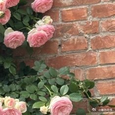 玫瑰种植方法:步骤1：选枝选择铅笔粗细、无老化木质化的绿色新枝（直径约6-8毫米